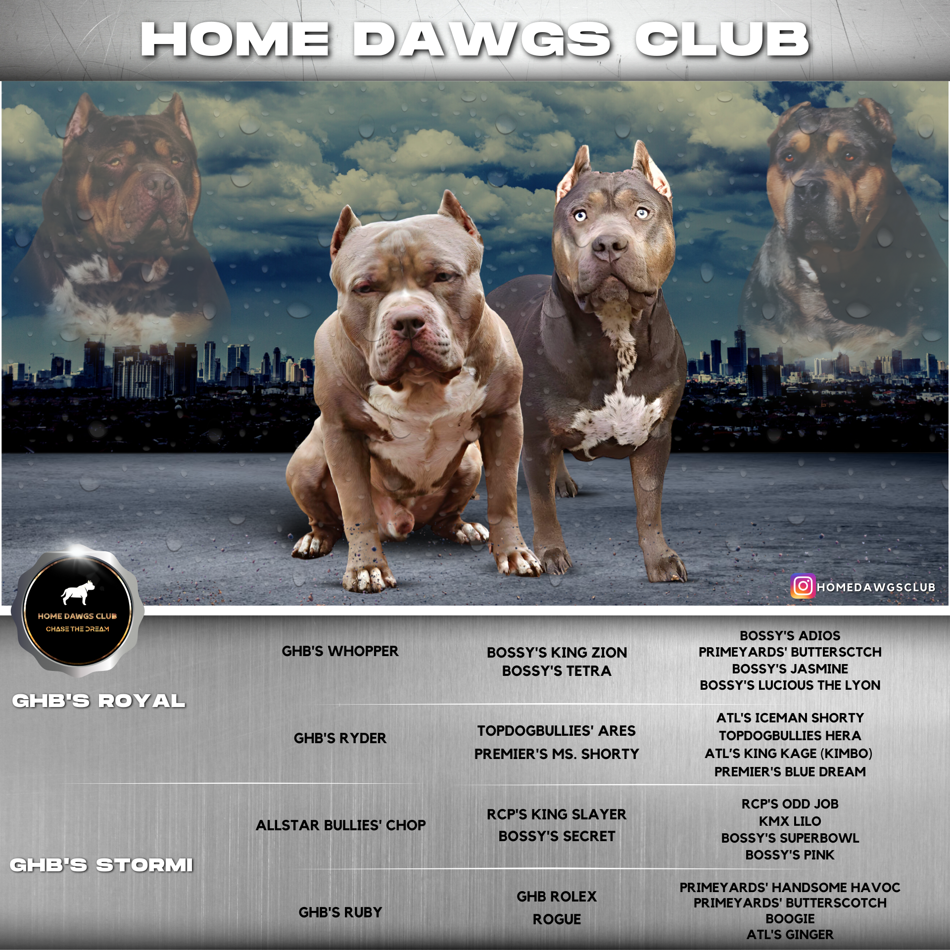 pitbull puppies for sale xl