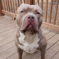 american bully head size big head